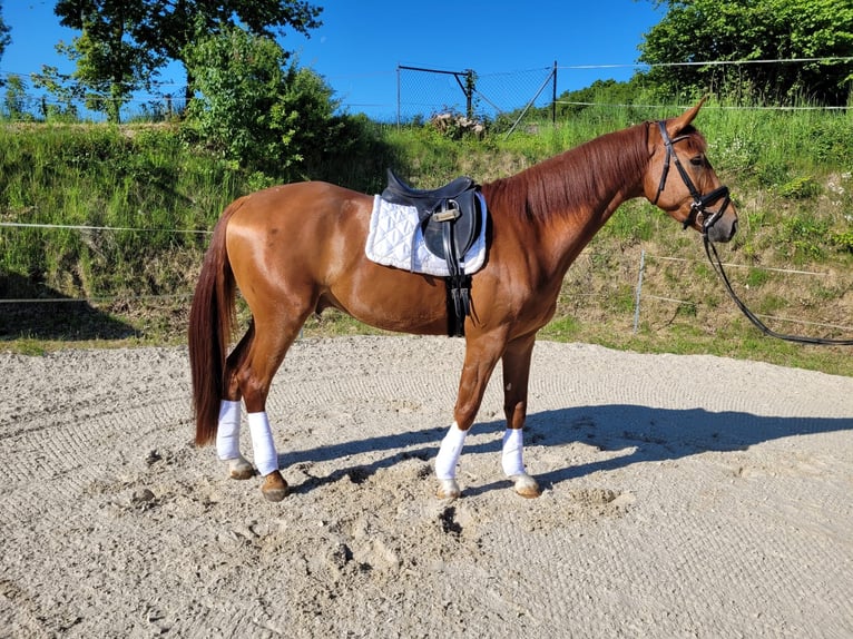 Hannoveriano Caballo castrado 4 años 174 cm Alazán in Frielendorf