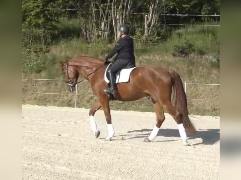 Hannoveriano Caballo castrado 4 años 174 cm Alazán in Frielendorf