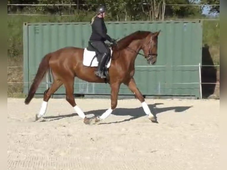 Hannoveriano Caballo castrado 4 años 174 cm Alazán in Frielendorf