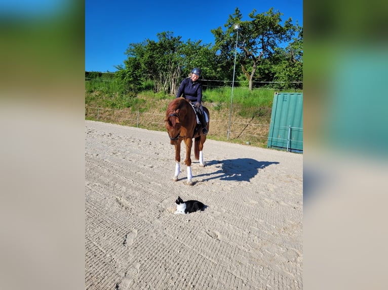 Hannoveriano Caballo castrado 4 años 174 cm Alazán in Frielendorf