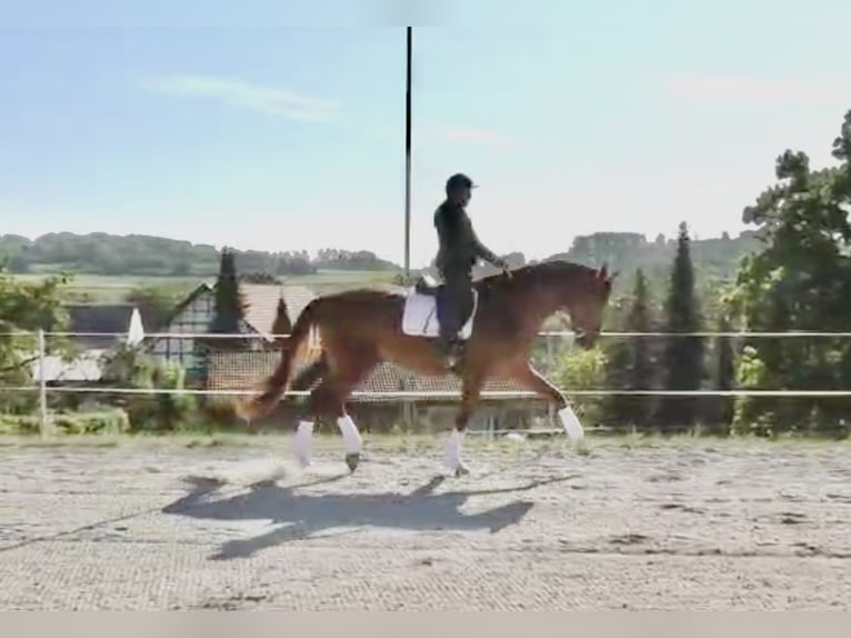 Hannoveriano Caballo castrado 4 años 174 cm Alazán in Frielendorf