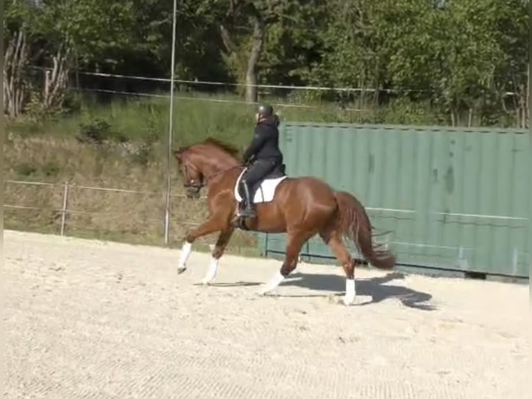 Hannoveriano Caballo castrado 4 años 174 cm Alazán in Frielendorf