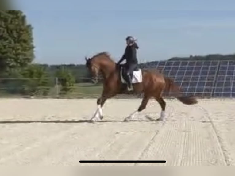 Hannoveriano Caballo castrado 4 años 174 cm Alazán in Frielendorf