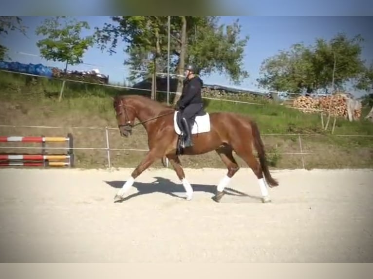 Hannoveriano Caballo castrado 4 años 174 cm Alazán in Frielendorf