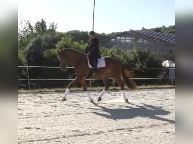 Hannoveriano Caballo castrado 4 años 174 cm Alazán in Frielendorf