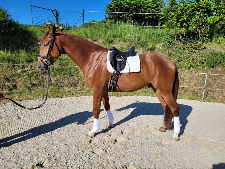Hannoveriano Caballo castrado 4 años 174 cm Alazán in Frielendorf