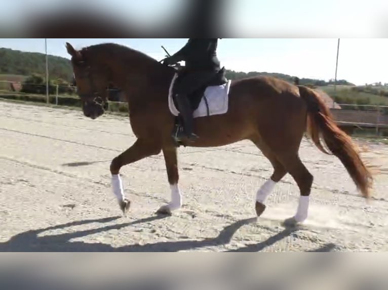 Hannoveriano Caballo castrado 4 años 174 cm Alazán in Frielendorf
