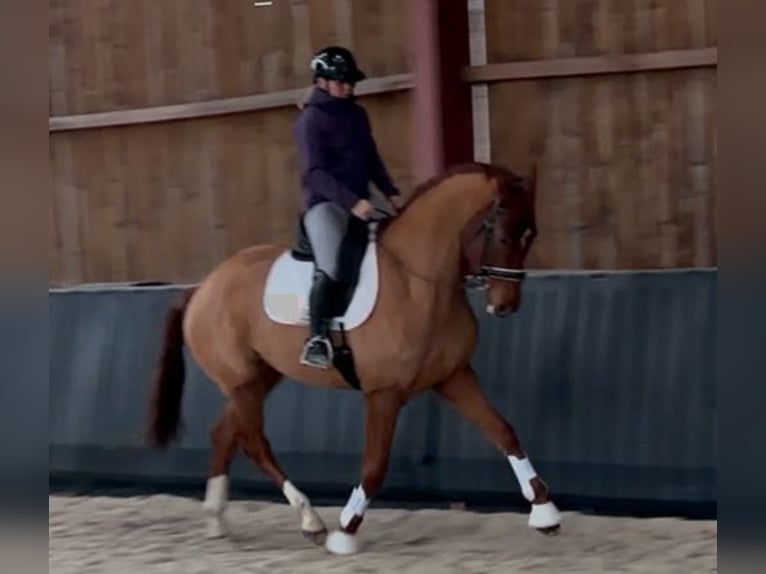 Hannoveriano Caballo castrado 4 años 174 cm Alazán in Saarbrücken