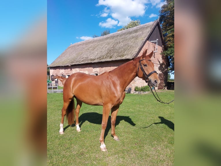 Hannoveriano Caballo castrado 4 años 174 cm Alazán in Bargischow Hannoveriano Caballo castrado 4 años 174 cm Alazán in Bargischow