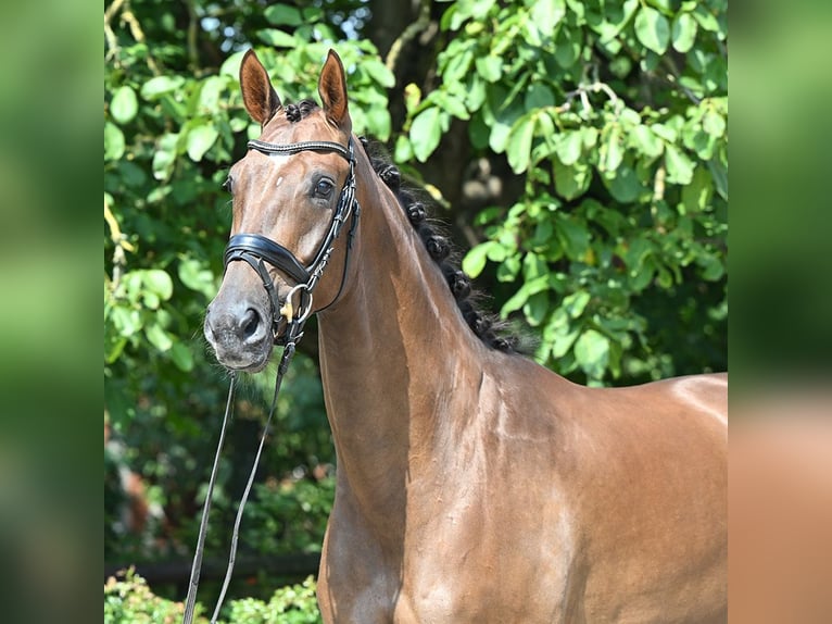 Hannoveriano Caballo castrado 4 años 174 cm Alazán-tostado in Bad Bevensen