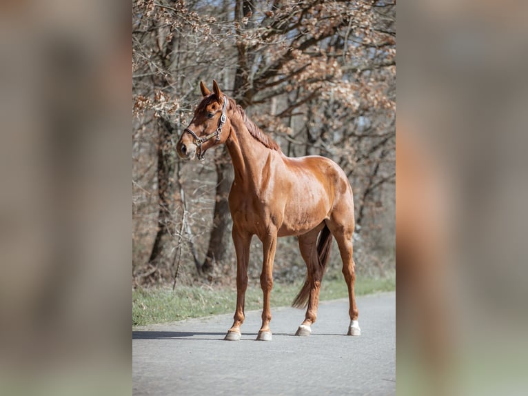 Hannoveriano Caballo castrado 4 años 174 cm Alazán-tostado in Babenhausen
