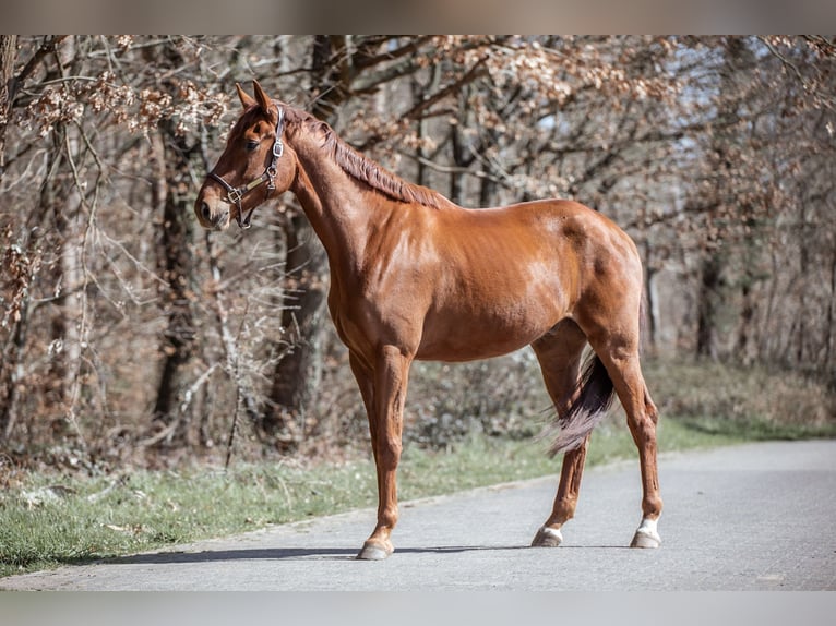 Hannoveriano Caballo castrado 4 años 174 cm Alazán-tostado in Babenhausen