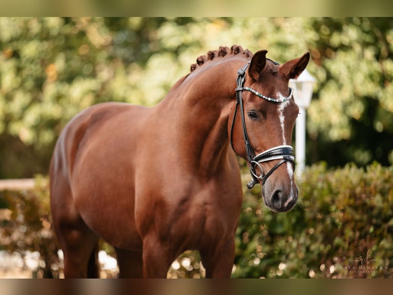 Hannoveriano Caballo castrado 4 años 174 cm Alazán-tostado in Wehringen