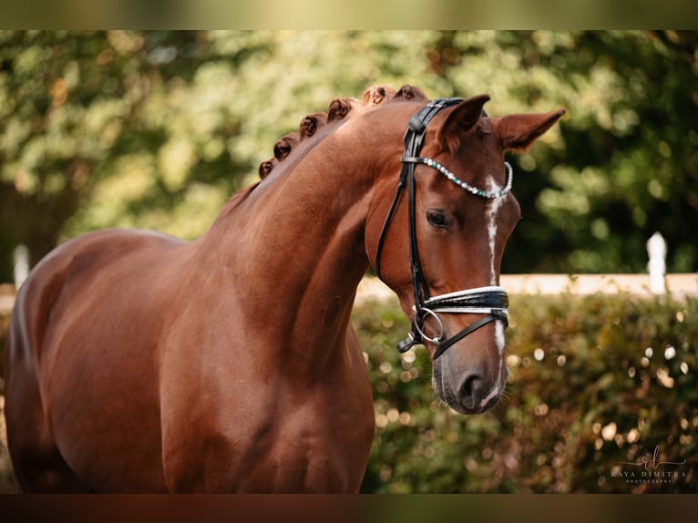 Hannoveriano Caballo castrado 4 años 174 cm Alazán-tostado in Wehringen