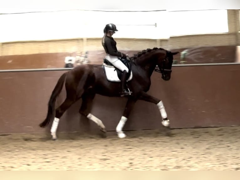 Hannoveriano Caballo castrado 4 años 174 cm Alazán-tostado in Wehringen