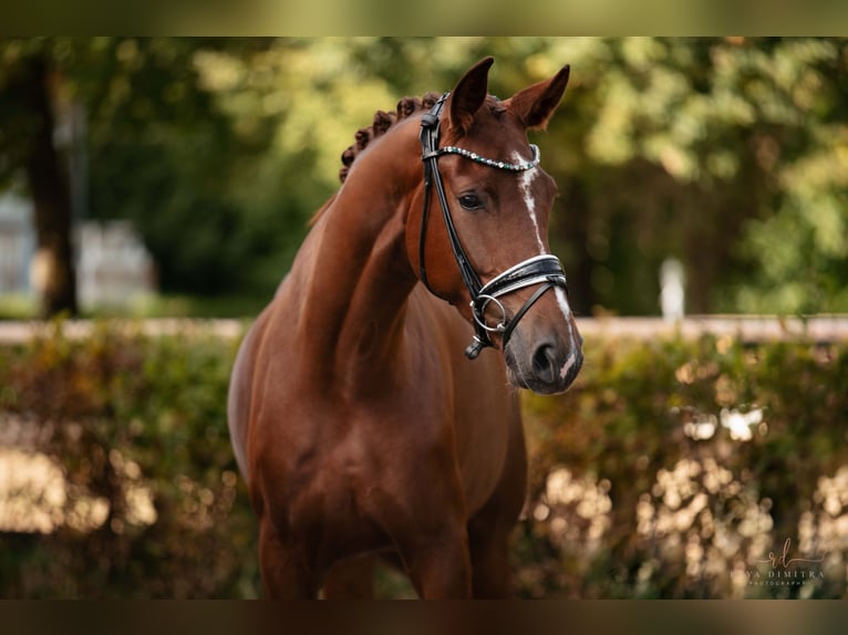 Hannoveriano Caballo castrado 4 años 174 cm Alazán-tostado in Wehringen