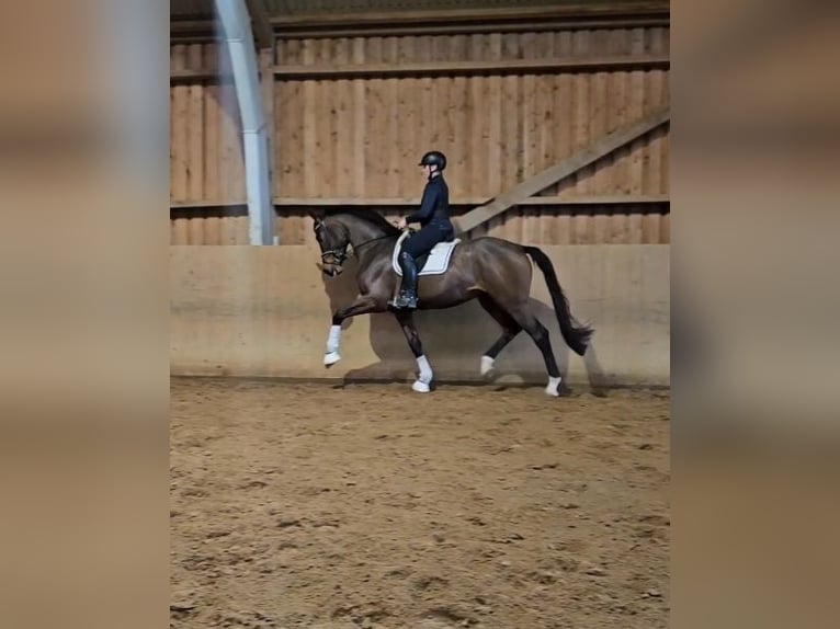 Hannoveriano Caballo castrado 4 años 174 cm Castaño in Basdahl