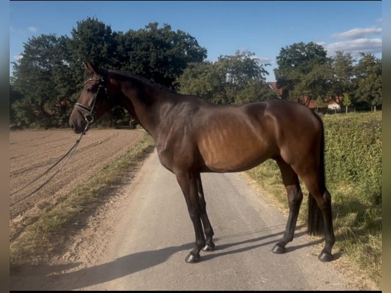 Hannoveriano Caballo castrado 4 años 174 cm Castaño oscuro in Hasbergen