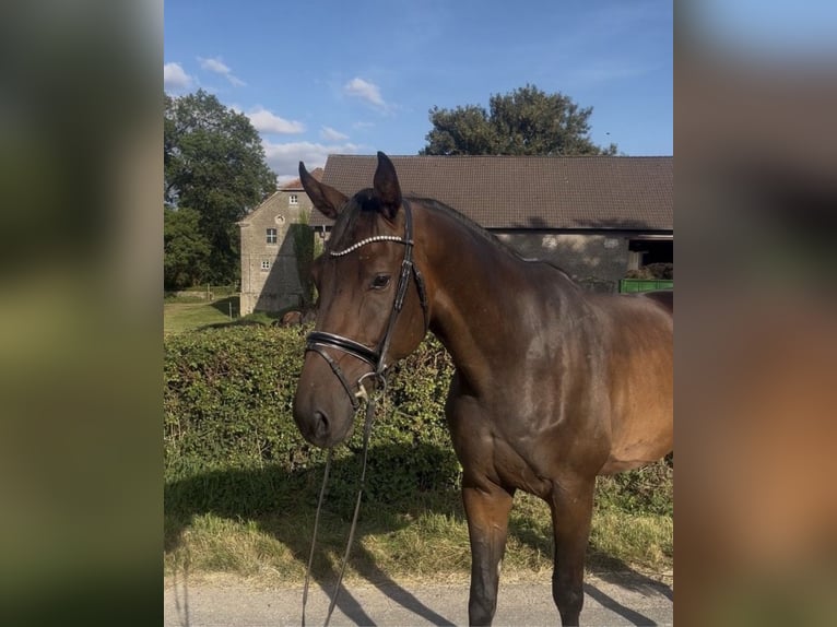 Hannoveriano Caballo castrado 4 años 174 cm Castaño oscuro in Hasbergen