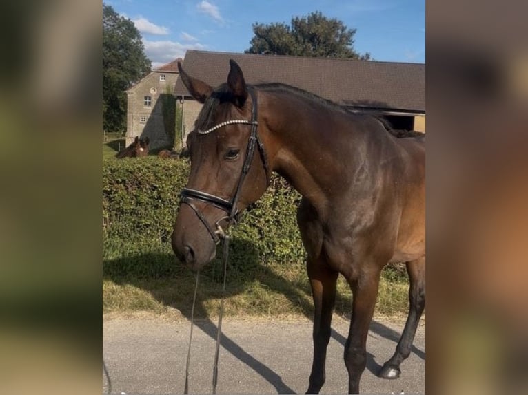 Hannoveriano Caballo castrado 4 años 174 cm Castaño oscuro in Hasbergen