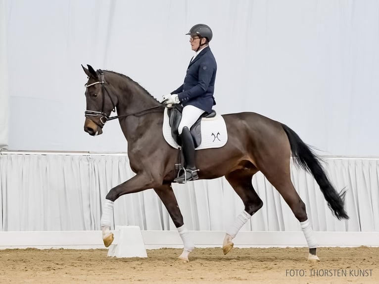 Hannoveriano Caballo castrado 4 años 174 cm Castaño oscuro in Verden