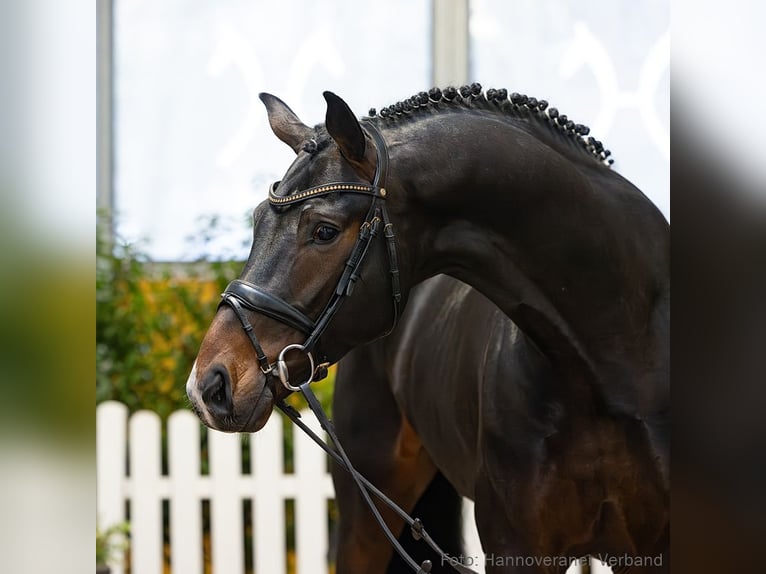 Hannoveriano Caballo castrado 4 años 174 cm Castaño oscuro in Verden