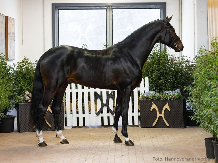 Hannoveriano Caballo castrado 4 años 174 cm Castaño oscuro in Verden