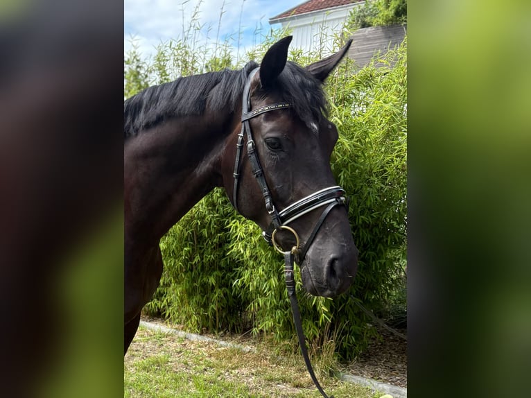 Hannoveriano Caballo castrado 4 años 174 cm Negro in Uetze