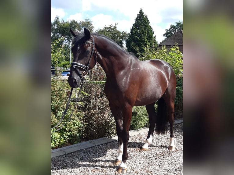 Hannoveriano Caballo castrado 4 años 174 cm Negro in Uetze