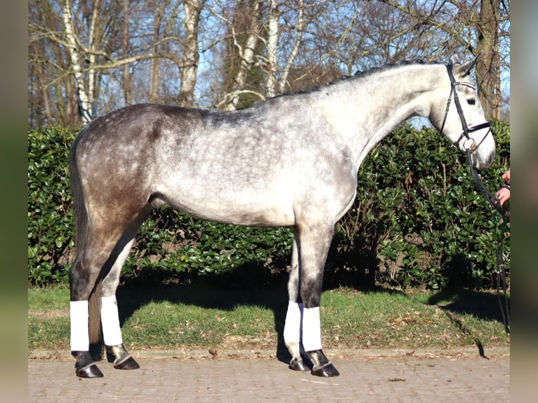 Hannoveriano Caballo castrado 4 años 174 cm Tordo in Selsingen