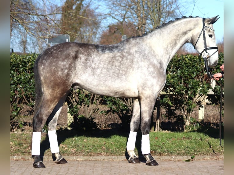 Hannoveriano Caballo castrado 4 años 174 cm Tordo in Selsingen