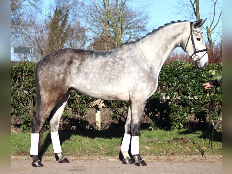 Hannoveriano Caballo castrado 4 años 174 cm Tordo in Selsingen