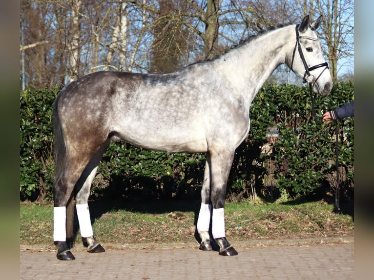 Hannoveriano Caballo castrado 4 años 174 cm Tordo in Selsingen