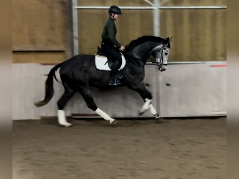 Hannoveriano Caballo castrado 4 años 174 cm Tordo rodado in Schenklengsfeld