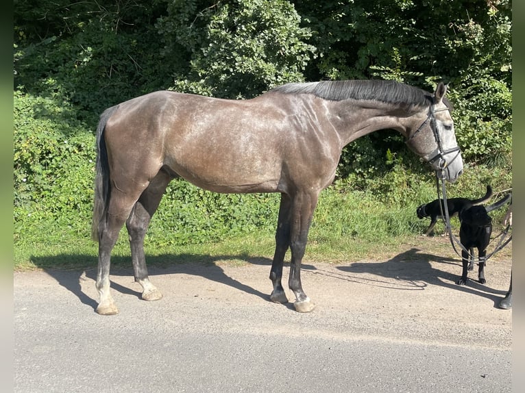 Hannoveriano Caballo castrado 4 años 174 cm Tordo rodado in Schenklengsfeld