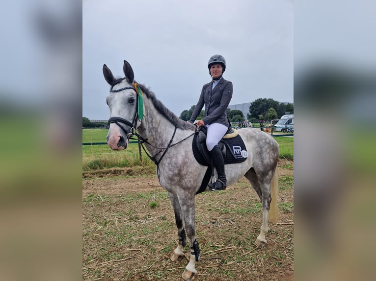 Hannoveriano Caballo castrado 4 años 174 cm Tordo rodado in Würselen