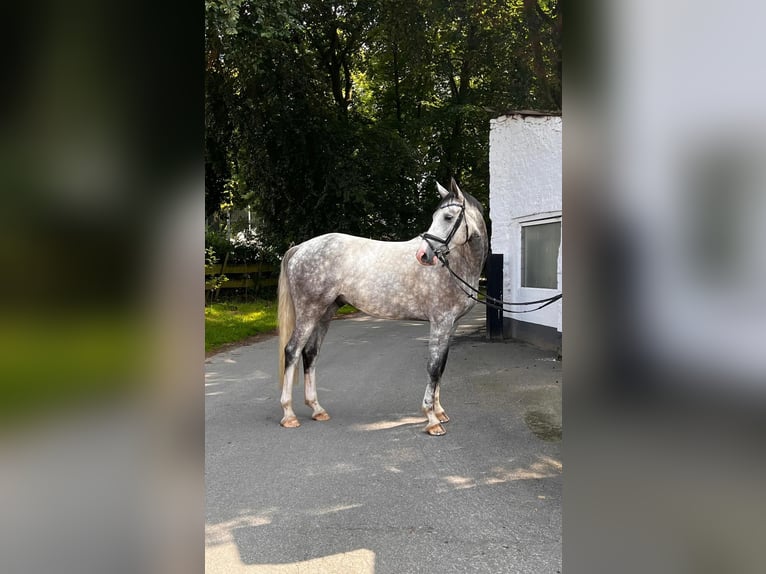 Hannoveriano Caballo castrado 4 años 174 cm Tordo rodado in Würselen