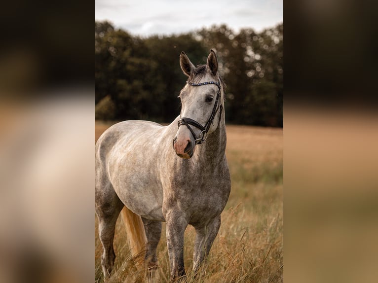 Hannoveriano Caballo castrado 4 años 174 cm Tordo rodado in Würselen