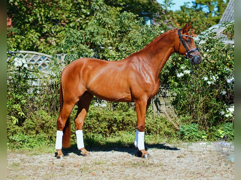 Hannoveriano Caballo castrado 4 años 175 cm Alazán in Oerel