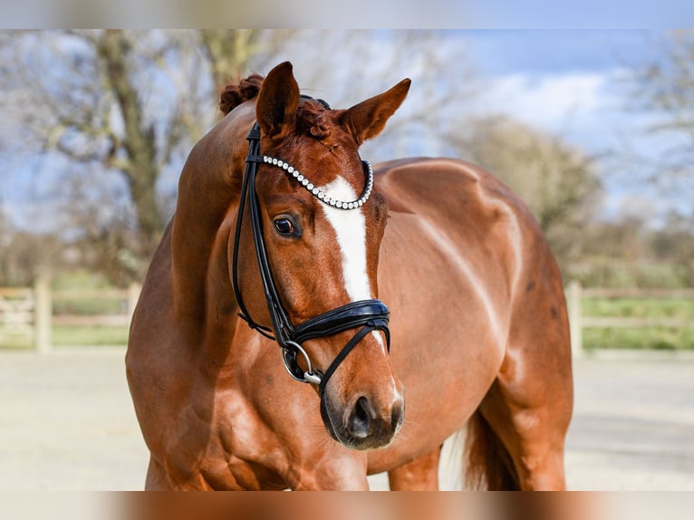Hannoveriano Caballo castrado 4 años 175 cm Alazán in Riedstadt