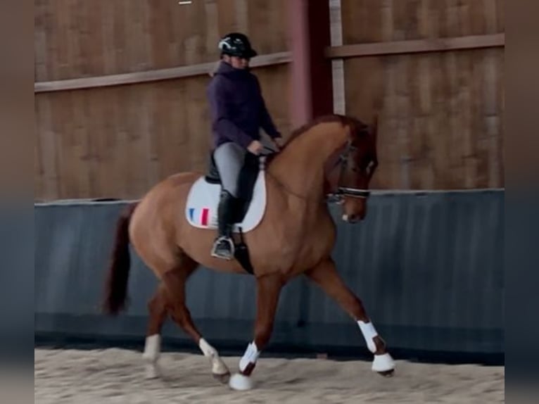 Hannoveriano Caballo castrado 4 años 175 cm Alazán in Saarbrücken