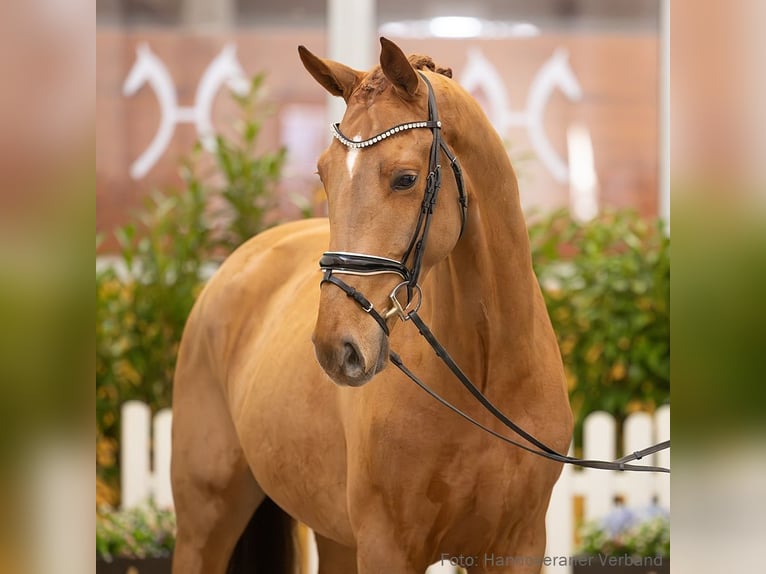 Hannoveriano Caballo castrado 4 años 175 cm Alazán in Verden