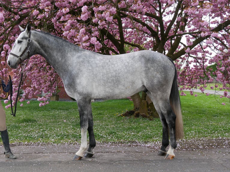 Hannoveriano Caballo castrado 4 años 175 cm in Dorsten