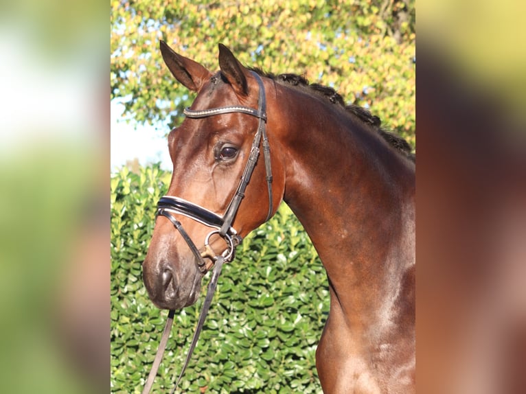Hannoveriano Caballo castrado 4 años 175 cm Castaño in Selsingen