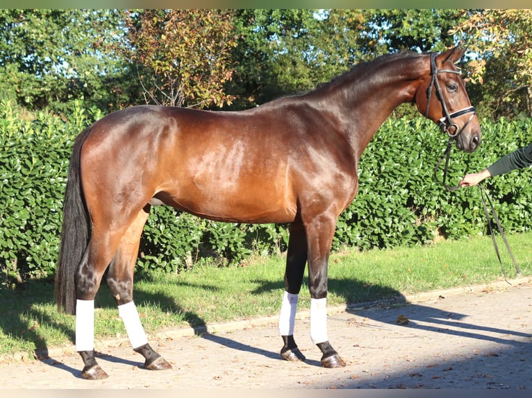 Hannoveriano Caballo castrado 4 años 175 cm Castaño in Selsingen