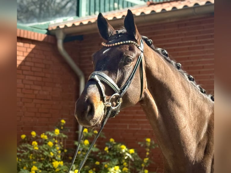 Hannoveriano Caballo castrado 4 años 175 cm Castaño in Petershagen