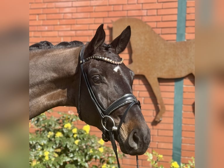 Hannoveriano Caballo castrado 4 años 175 cm Castaño in Petershagen