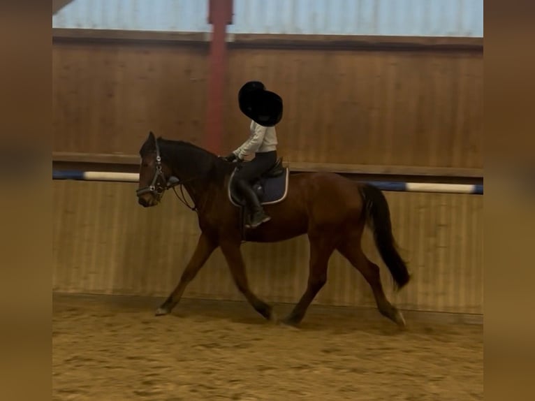 Hannoveriano Caballo castrado 4 años 175 cm Castaño in Alsfeld