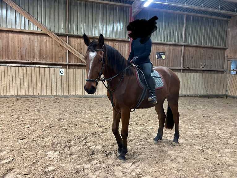 Hannoveriano Caballo castrado 4 años 175 cm Castaño in Alsfeld