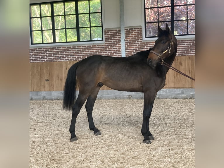 Hannoveriano Caballo castrado 4 años 175 cm Castaño in Soumagne